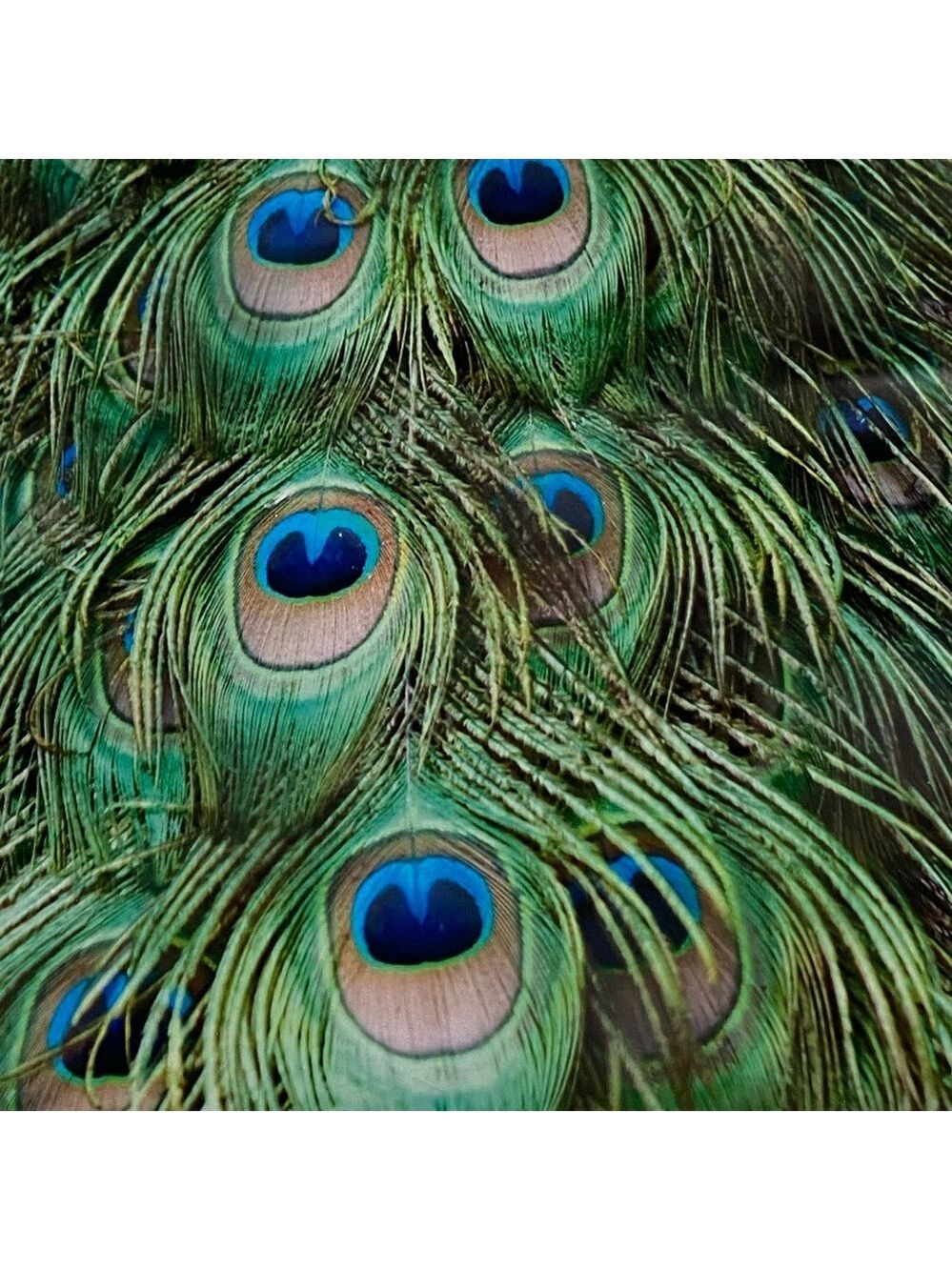25 10X13 Poly Mailers Peacock Eyes PRICE IS FIRM - Picture 13 of 13